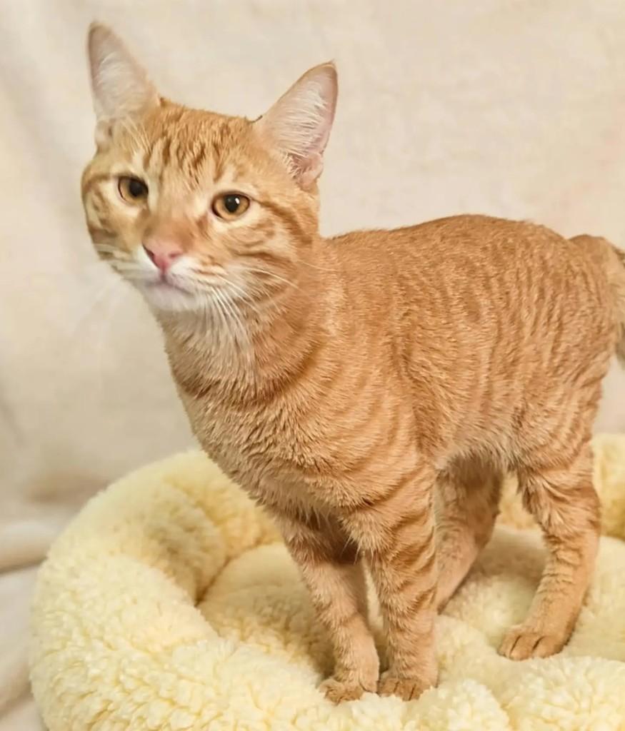 Jorge, gato de porte pequeno para adoção em Rio de Janeiro - RJ — foto 3 de 5