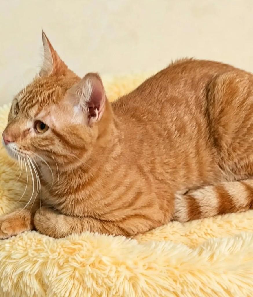 Jorge, gato de porte pequeno para adoção em Rio de Janeiro - RJ — foto 4 de 5
