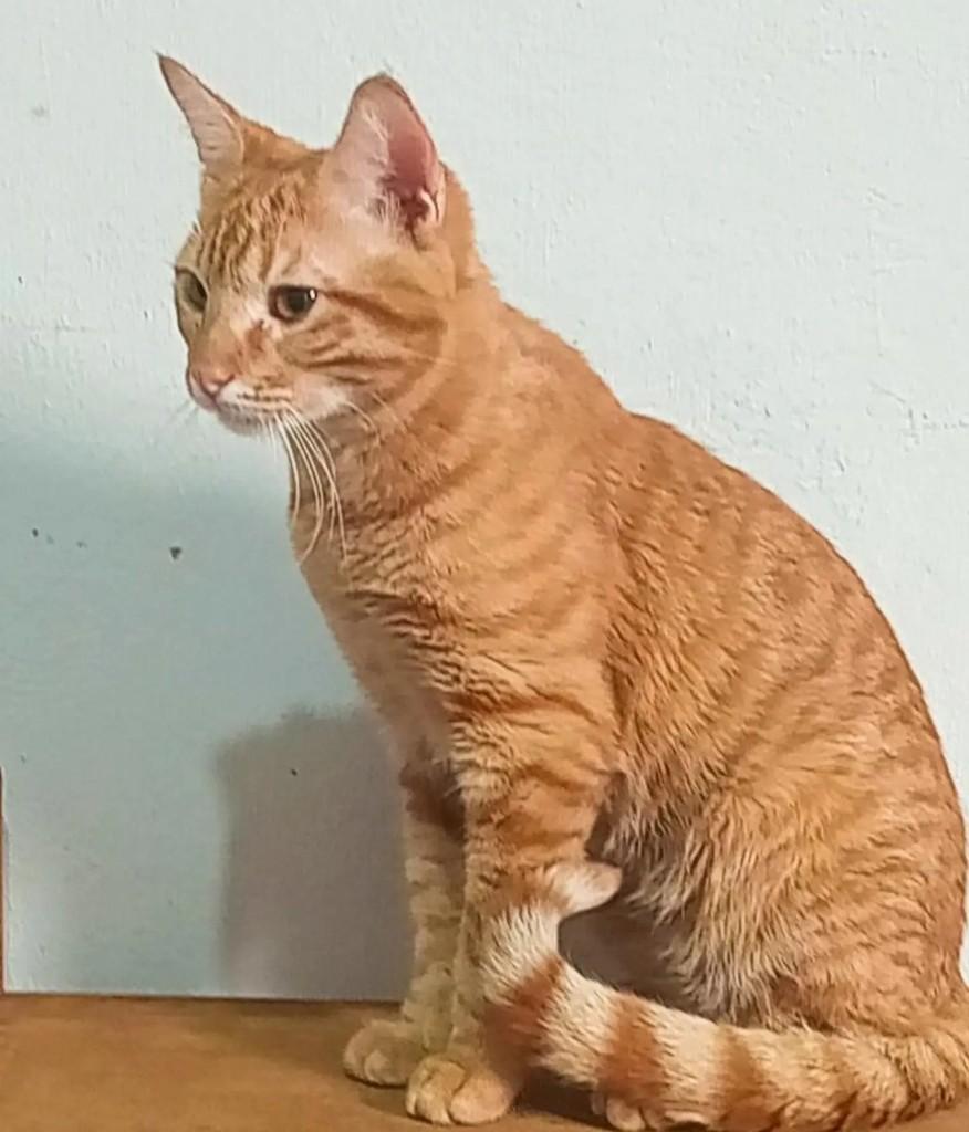 Jorge, gato de porte pequeno para adoção em Rio de Janeiro - RJ — foto 5 de 5