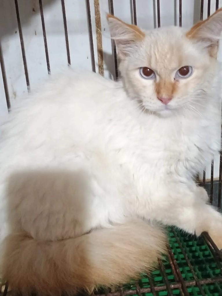 Theo, gato de porte pequeno para adoção em Rio de Janeiro - RJ