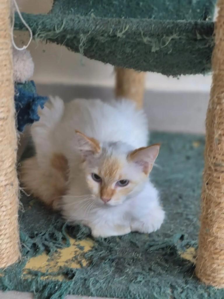 Theo, gato de porte pequeno para adoção em Rio de Janeiro - RJ — foto 2 de 3