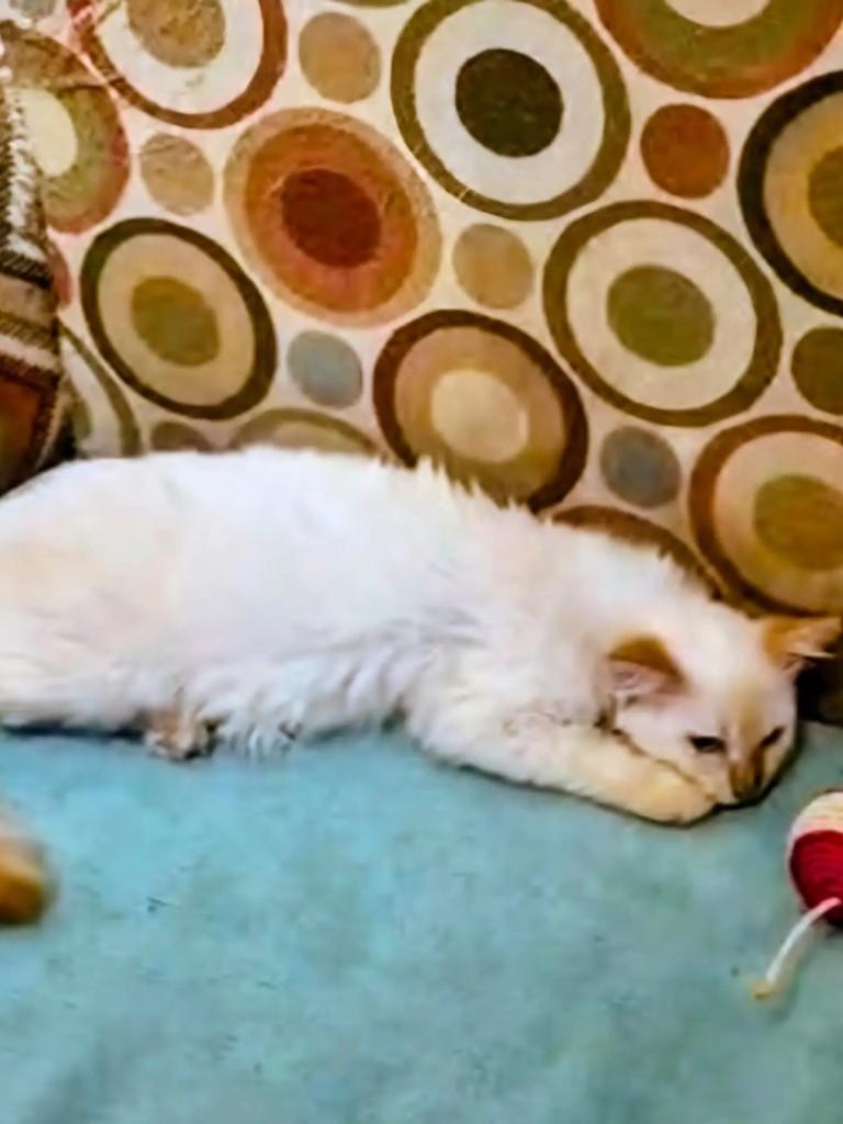 Theo, gato de porte pequeno para adoção em Rio de Janeiro - RJ — foto 3 de 3