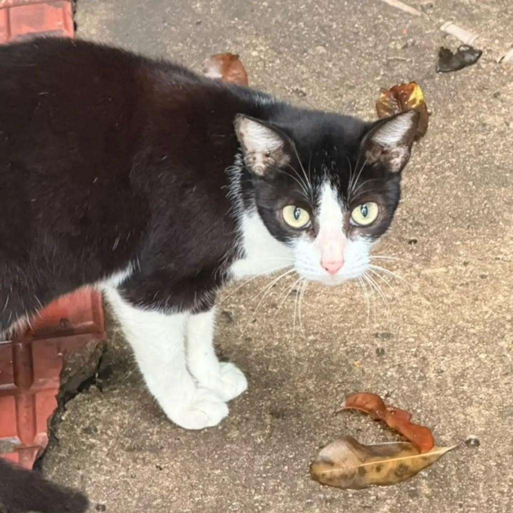 Gisele, gata de porte pequeno para adoção em Rio de Janeiro - RJ