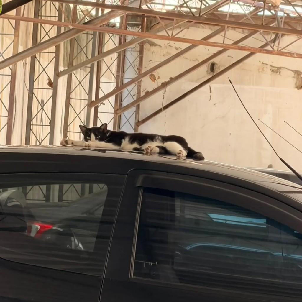 Gisele, gata de porte pequeno para adoção em Rio de Janeiro - RJ — foto 2 de 2