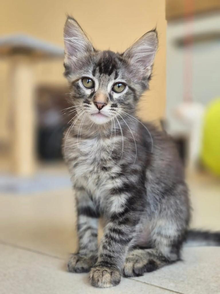 Avelã, gata para adoção em Rio de Janeiro - RJ