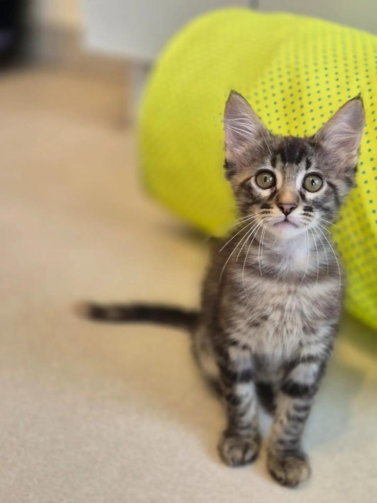 Avelã, gata para adoção em Rio de Janeiro - RJ — foto 3 de 5
