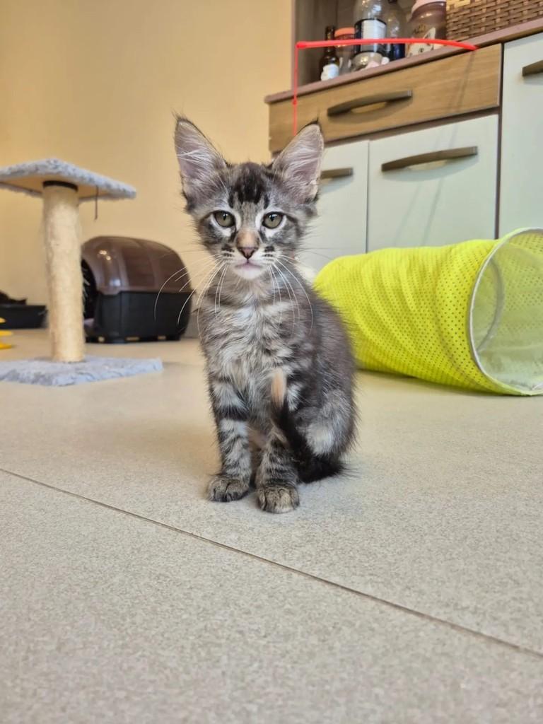 Avelã, gata para adoção em Rio de Janeiro - RJ — foto 4 de 5