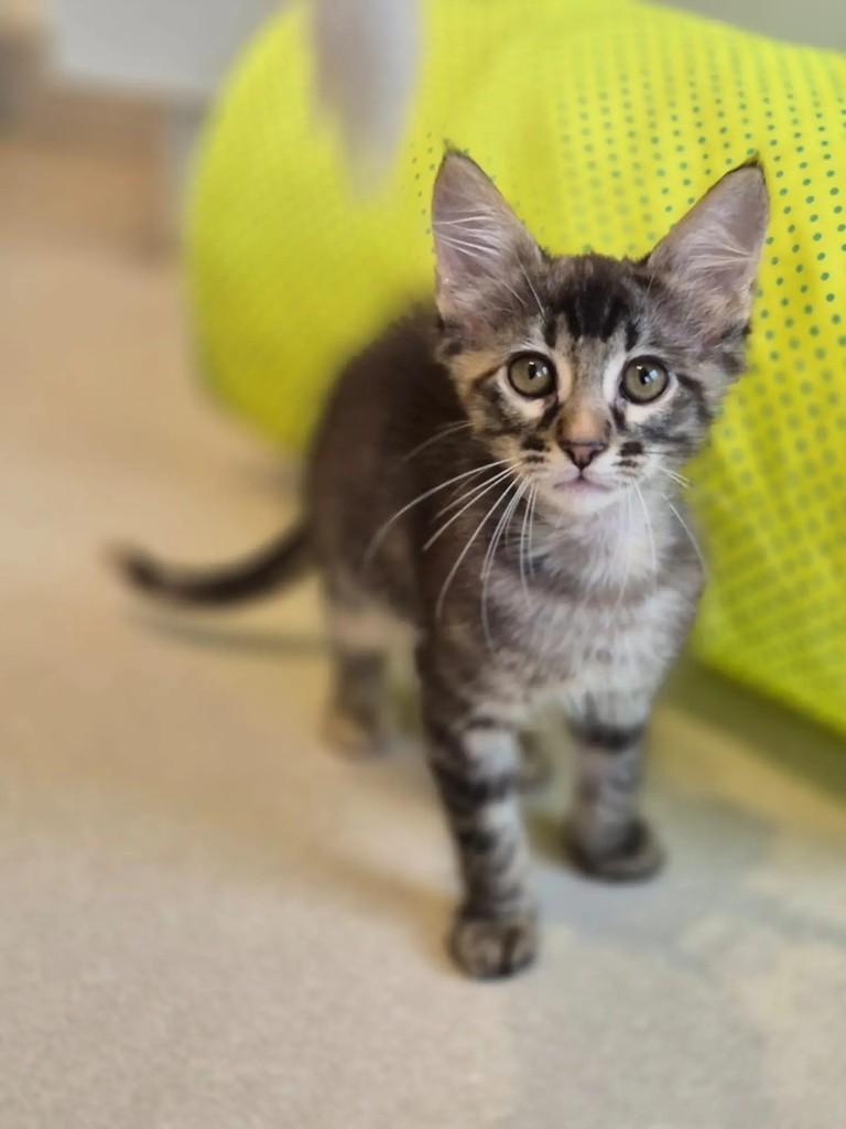 Avelã, gata para adoção em Rio de Janeiro - RJ — foto 5 de 5