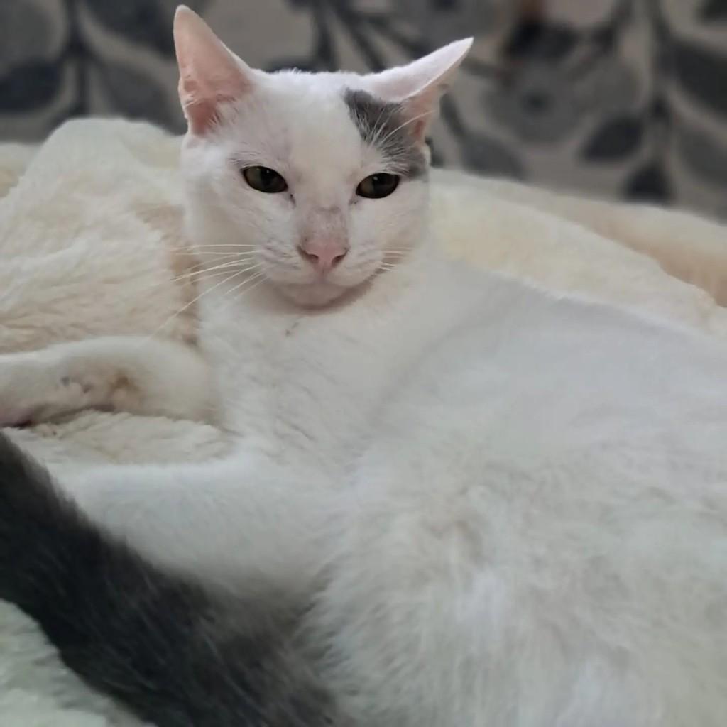 Branquinho, gato de porte médio para adoção no Rio de Janeiro - RJ