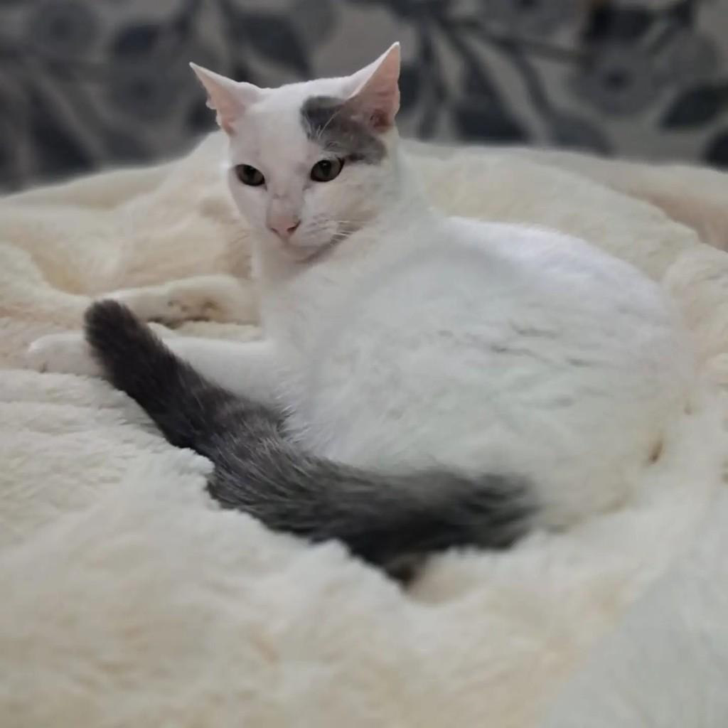 Branquinho, gato de porte médio para adoção no Rio de Janeiro - RJ — foto 2 de 5