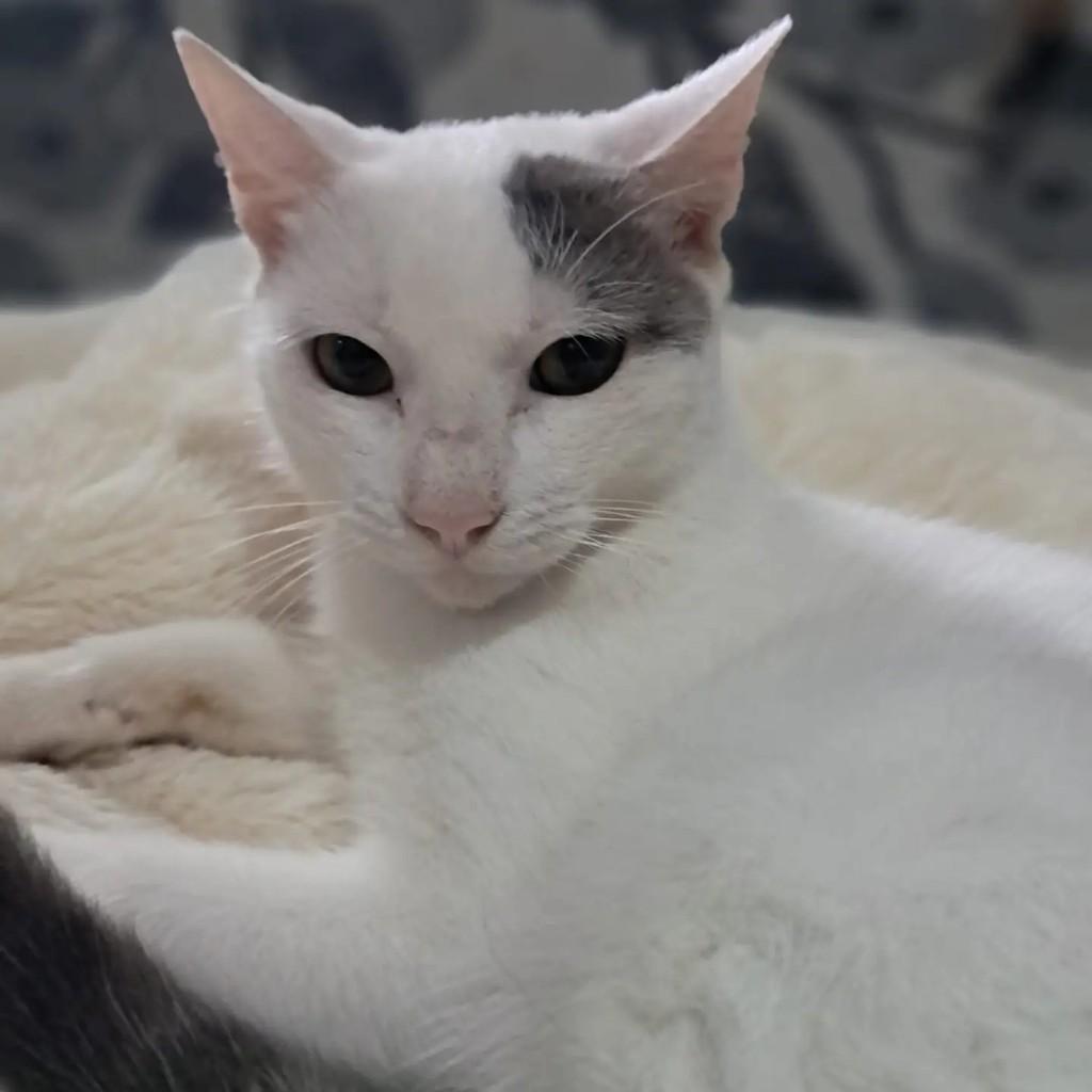 Branquinho, gato de porte médio para adoção no Rio de Janeiro - RJ — foto 3 de 5