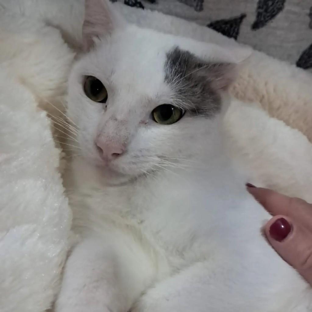 Branquinho, gato de porte médio para adoção no Rio de Janeiro - RJ — foto 5 de 5