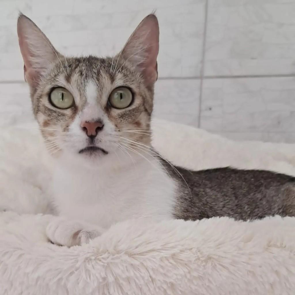 Mãezinha, gata para adoção no Rio de Janeiro - RJ