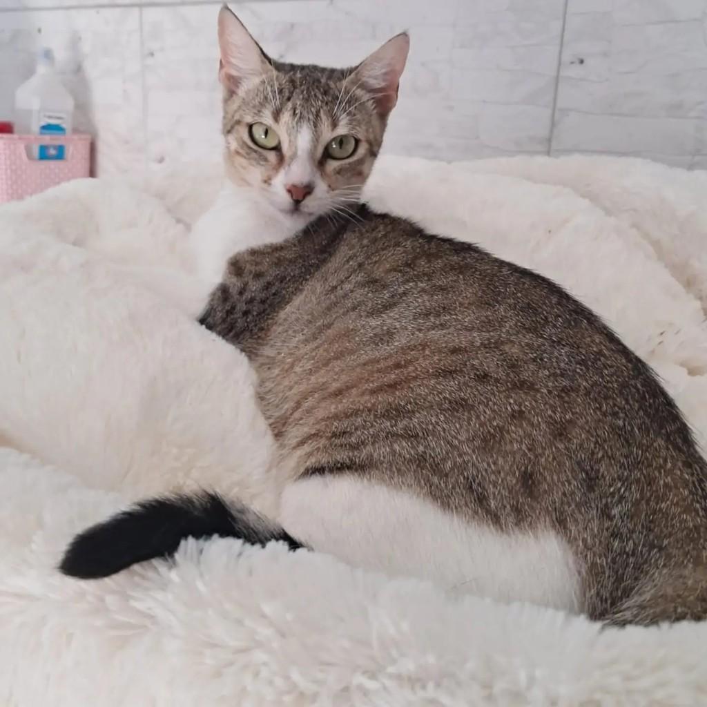 Mãezinha, gata para adoção no Rio de Janeiro - RJ — foto 2 de 4