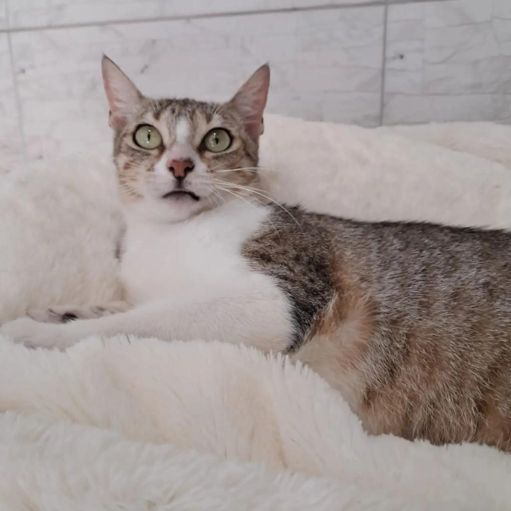 Mãezinha, gata para adoção no Rio de Janeiro - RJ — foto 3 de 4