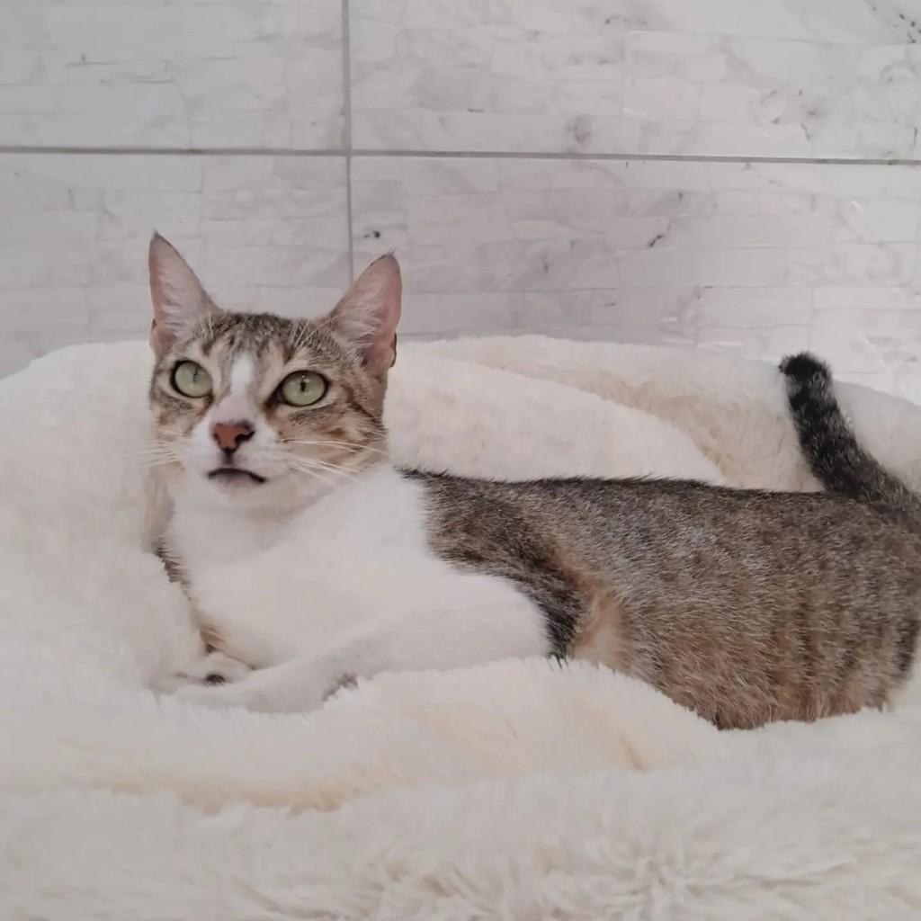 Mãezinha, gata para adoção no Rio de Janeiro - RJ — foto 4 de 4