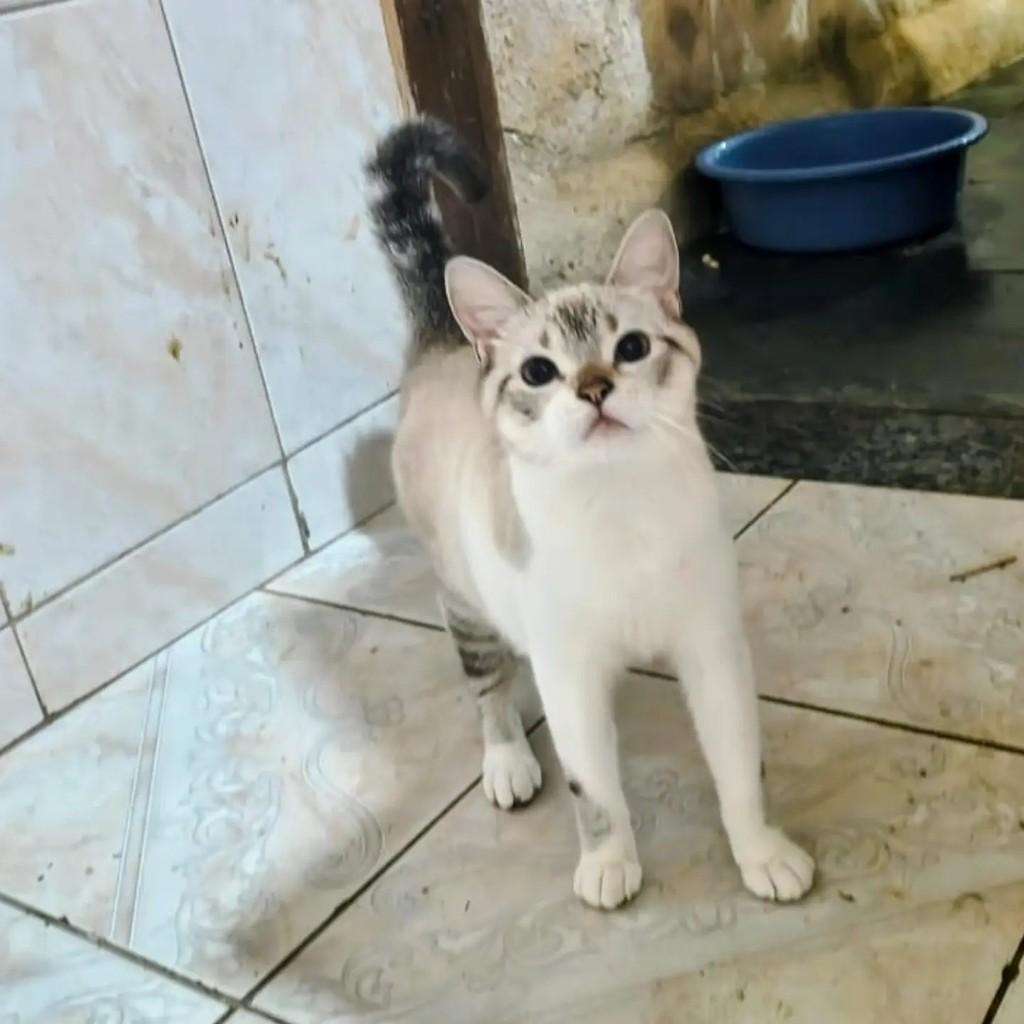 Zelda, gata de porte pequeno para adoção no Rio de Janeiro - RJ