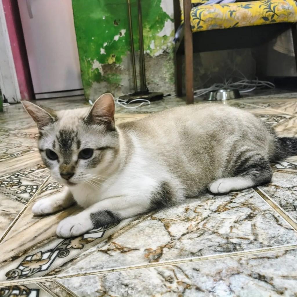 Zelda, gata de porte pequeno para adoção no Rio de Janeiro - RJ — foto 2 de 10
