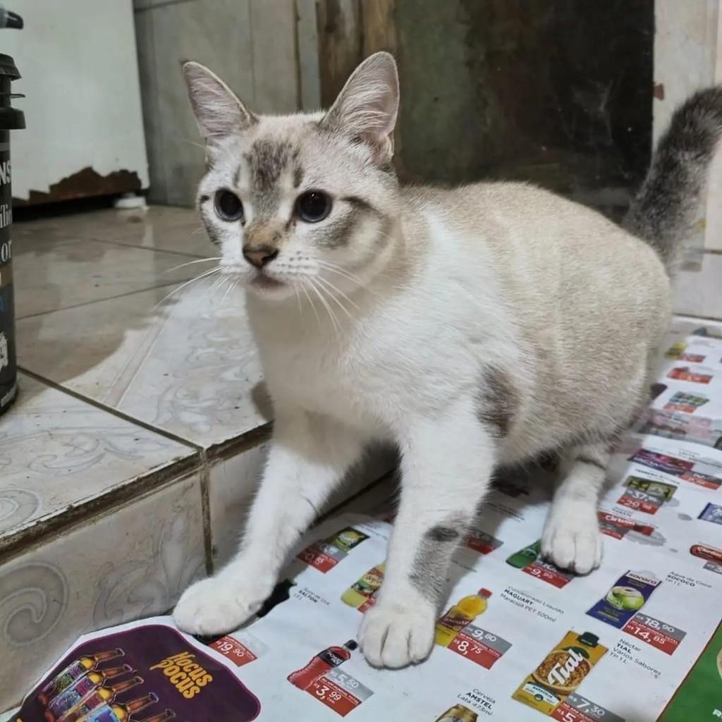 Zelda, gata de porte pequeno para adoção no Rio de Janeiro - RJ — foto 3 de 10