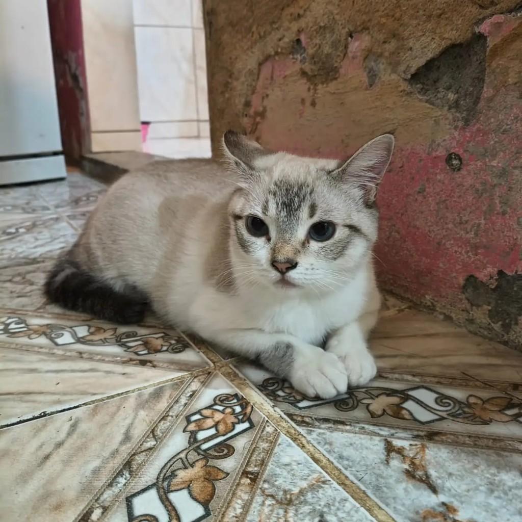 Zelda, gata de porte pequeno para adoção no Rio de Janeiro - RJ — foto 4 de 10