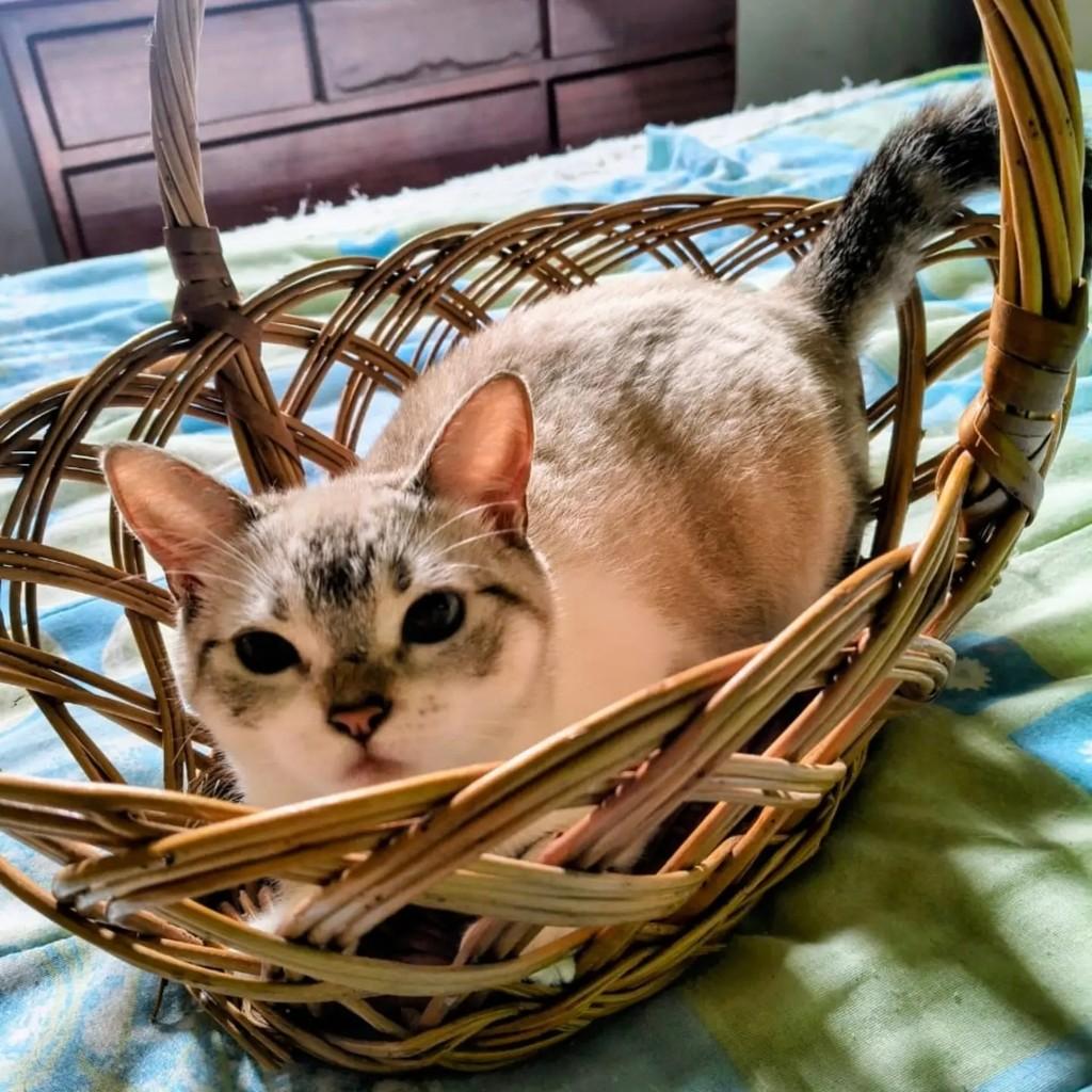 Zelda, gata de porte pequeno para adoção no Rio de Janeiro - RJ — foto 5 de 10