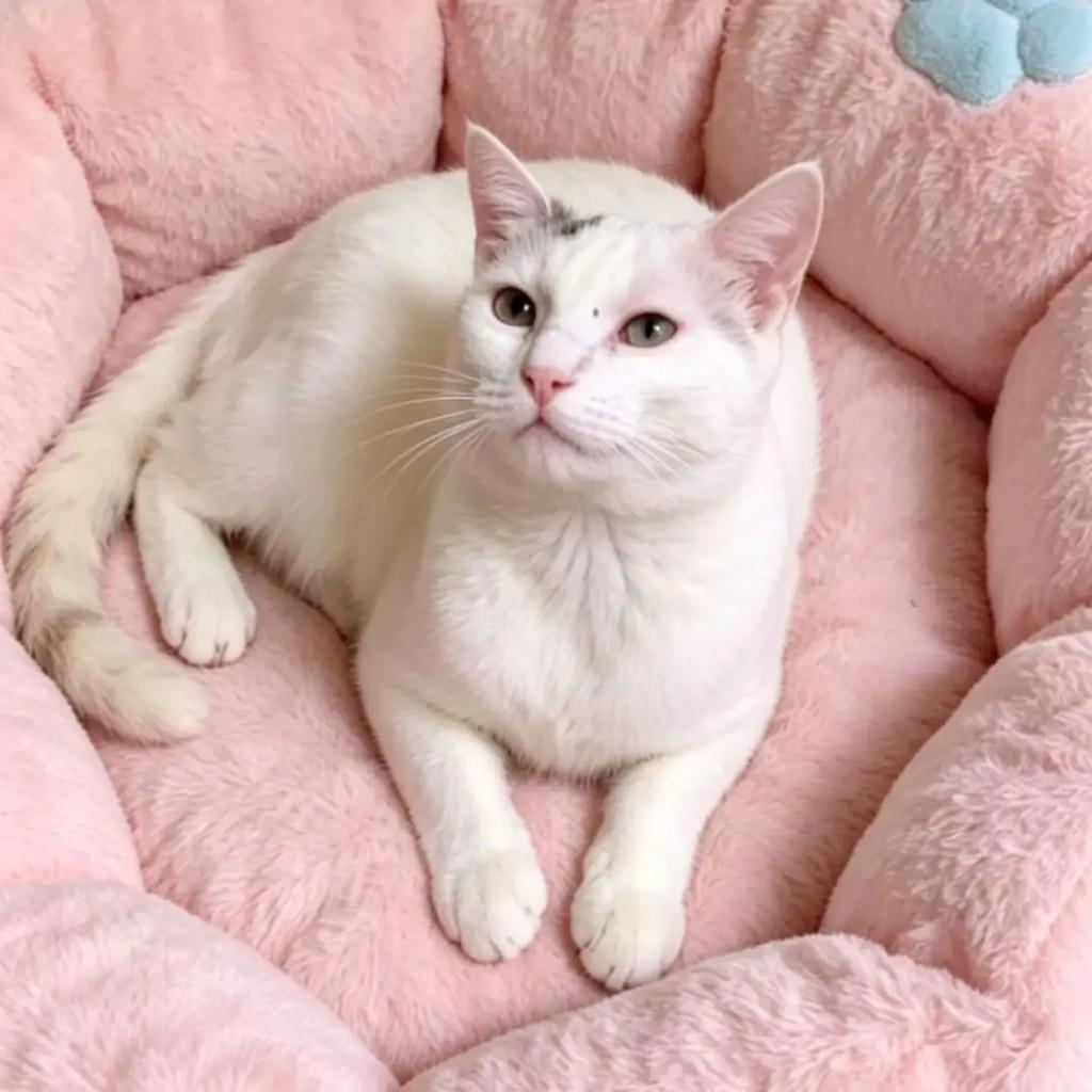 Luna, gata de porte médio para adoção em Rio de Janeiro - RJ