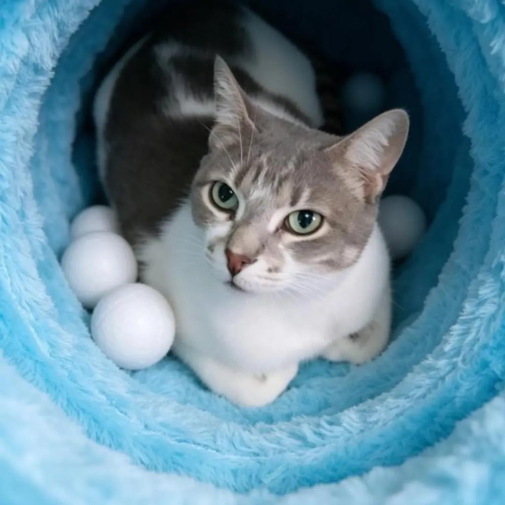 Fred, gato de porte pequeno para adoção em Rio de Janeiro - RJ