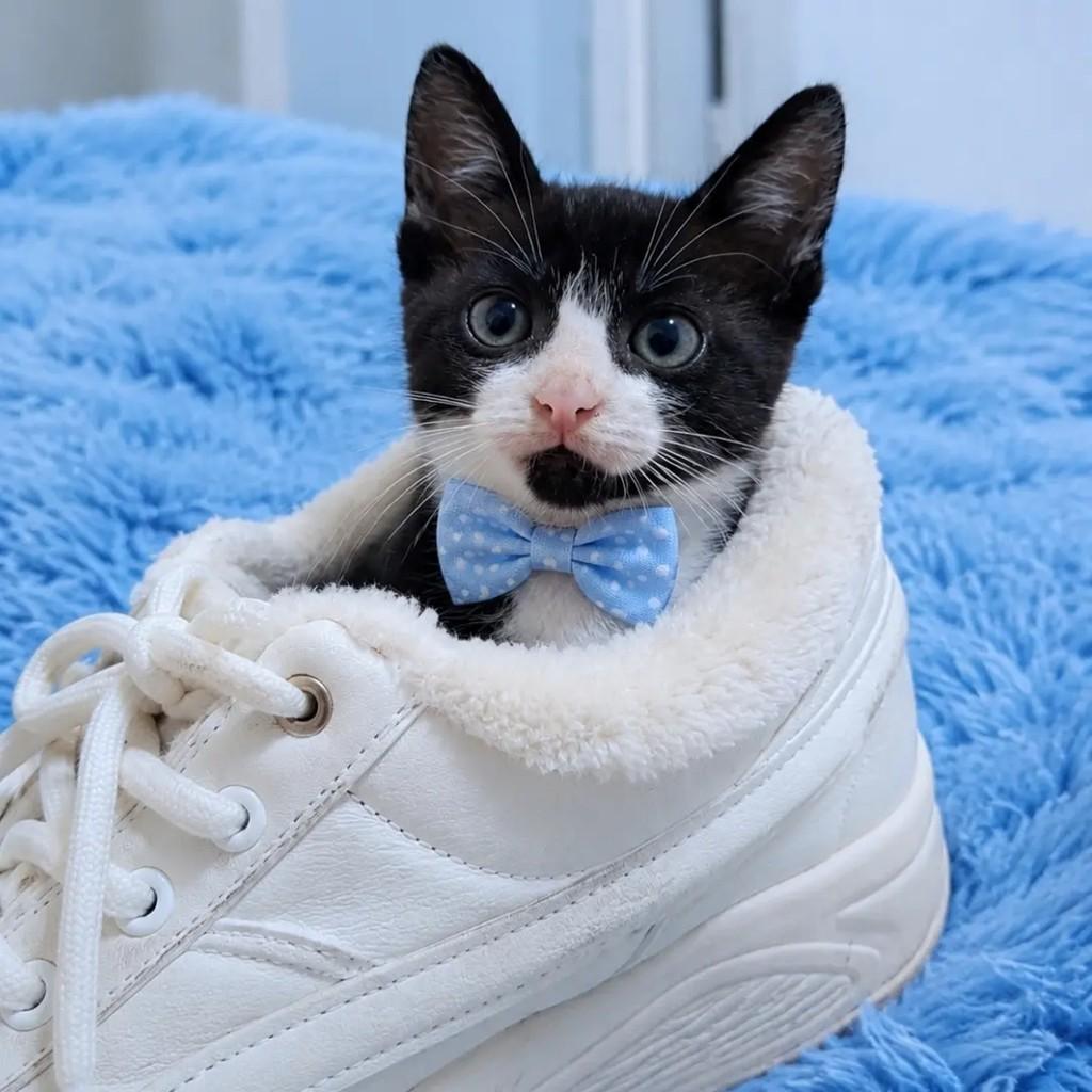 Tim, gato de porte pequeno para adoção em Rio de Janeiro - RJ