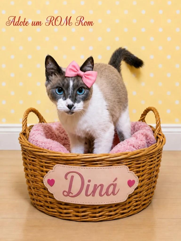 Diná, gata de porte pequeno para adoção em Rio de Janeiro - RJ