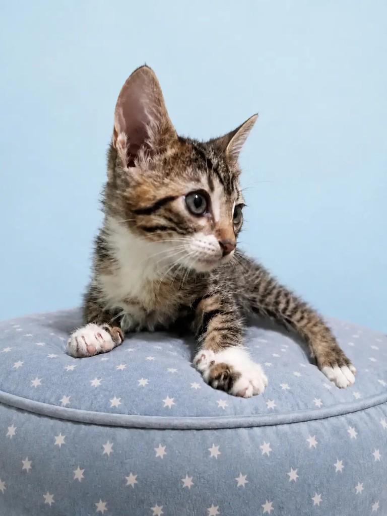 Vitório, gato de porte pequeno para adoção em Rio de Janeiro - RJ — foto 4 de 6