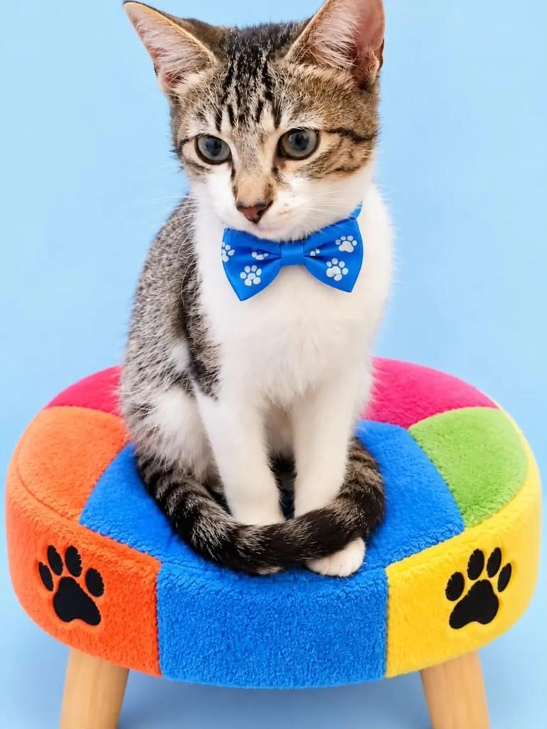 Lucca, gato de porte pequeno para adoção em Rio de Janeiro - RJ