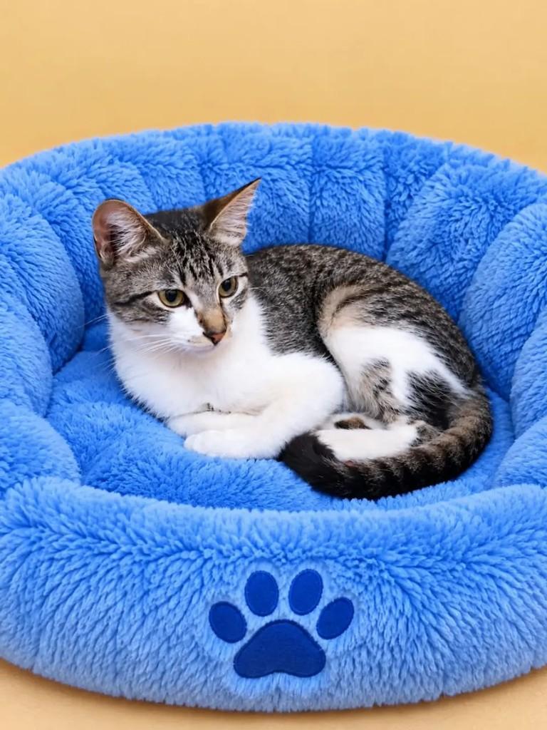 Lucca, gato de porte pequeno para adoção em Rio de Janeiro - RJ — foto 2 de 7