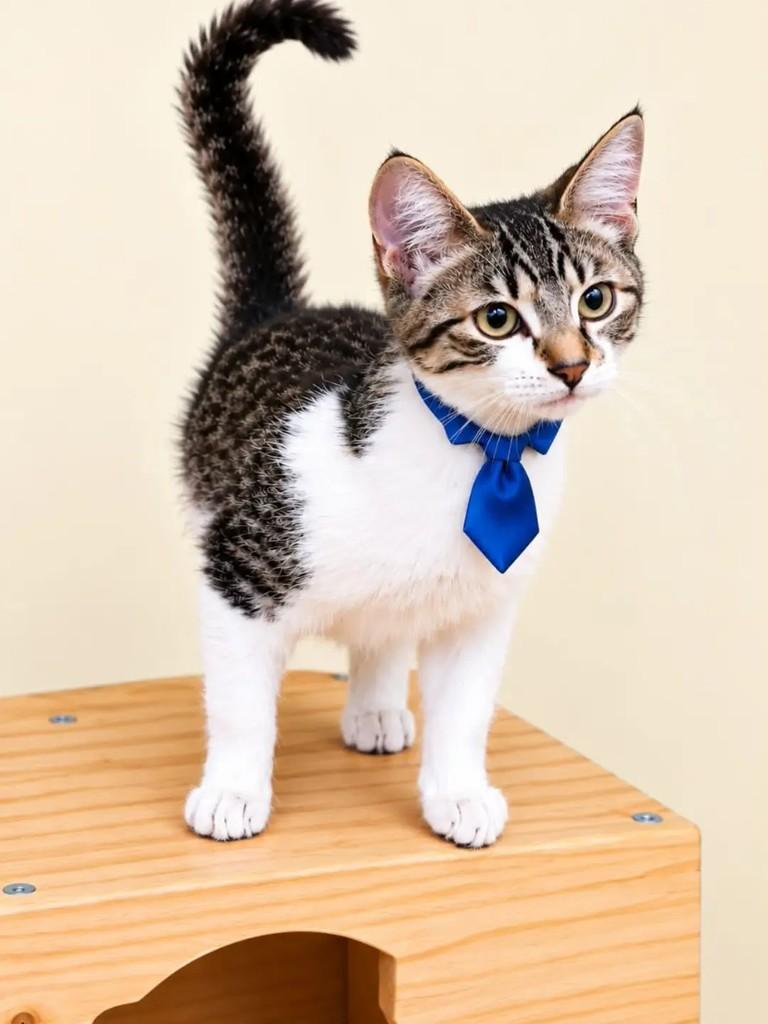 Lucca, gato de porte pequeno para adoção em Rio de Janeiro - RJ — foto 5 de 7