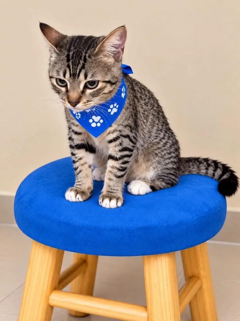 Lupy, gato de porte pequeno para adoção em Rio de Janeiro - RJ — foto 2 de 7
