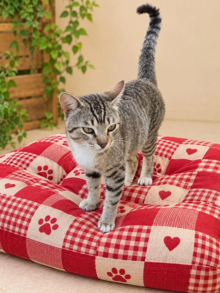 Lupy, gato de porte pequeno para adoção em Rio de Janeiro - RJ — foto 4 de 7