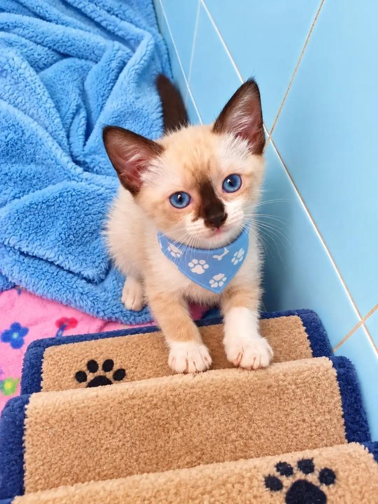 Tallis, gato de porte pequeno para adoção no Rio de Janeiro - RJ