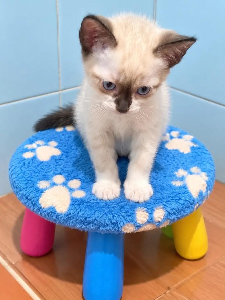 Tallis, gato de porte pequeno para adoção no Rio de Janeiro - RJ — foto 5 de 7