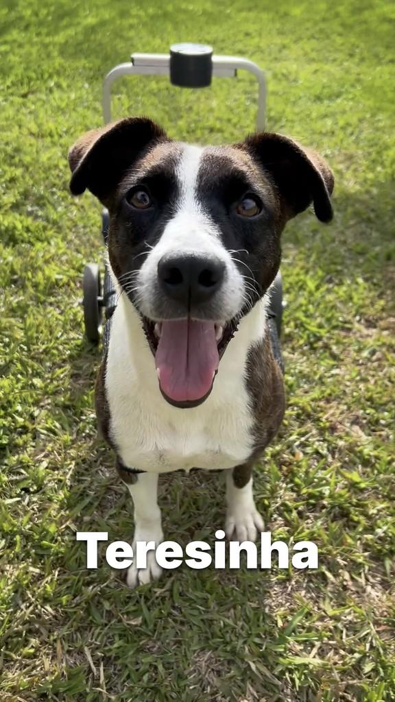 Terezinha, cachorro de porte médio para adoção em Criciúma - SC