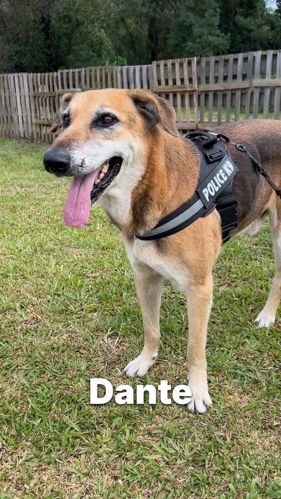 Dante, cachorro de porte médio para adoção em Criciúma - SC