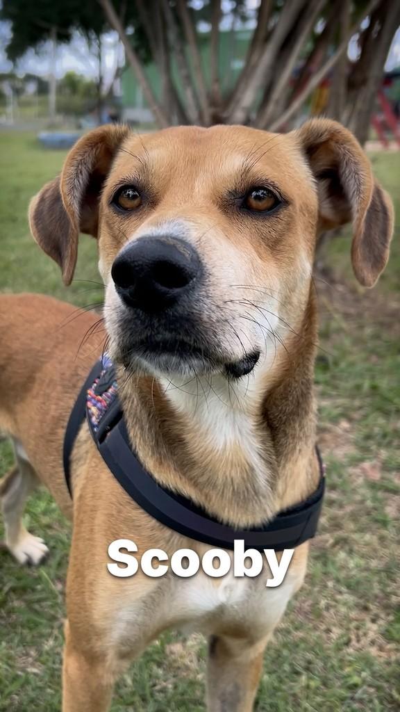 Scooby, cachorro de porte médio para adoção em Criciúma - SC
