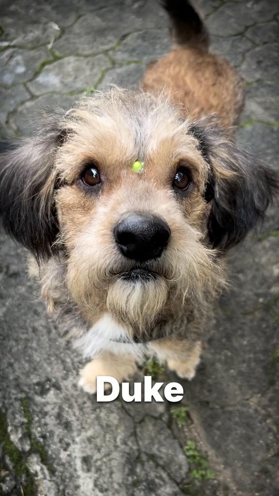 Duke, cachorro de porte pequeno para adoção em Criciúma - SC