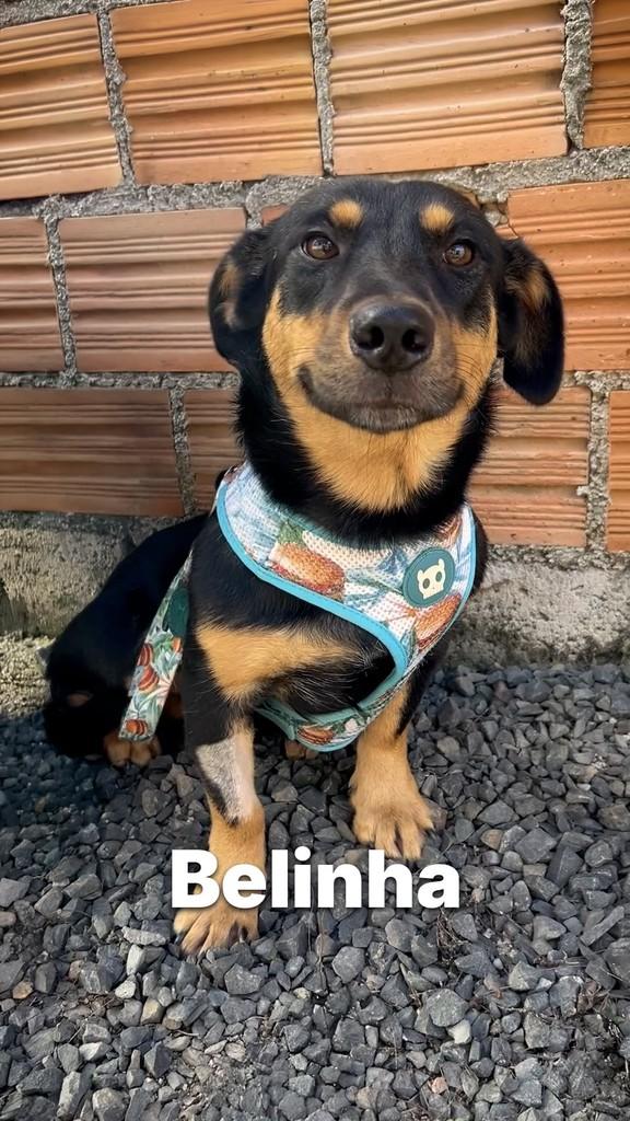 Belinha, cadela de porte pequeno para adoção em Criciúma - SC