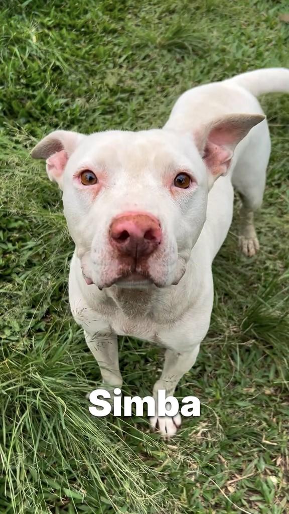 Simba, cachorro de porte médio para adoção em Criciúma - SC