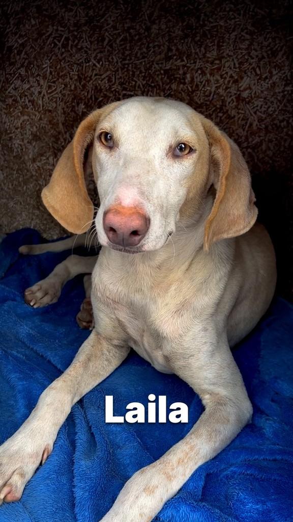 Laila, cachorro de porte médio para adoção em Criciúma - SC