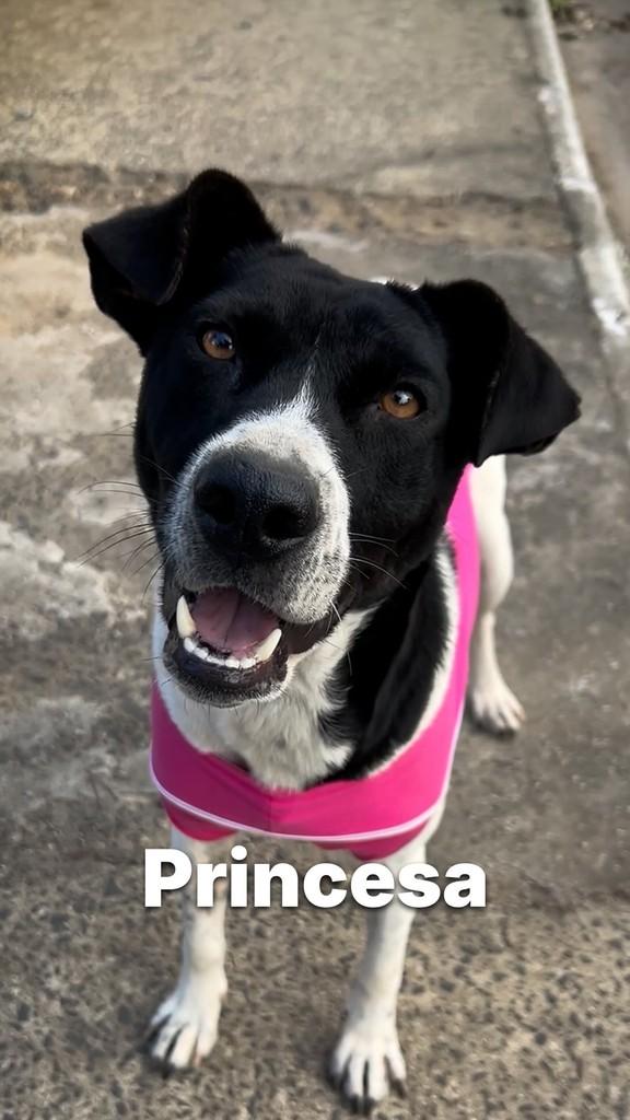 Princesa, cadela de porte médio para adoção em Criciúma - SC