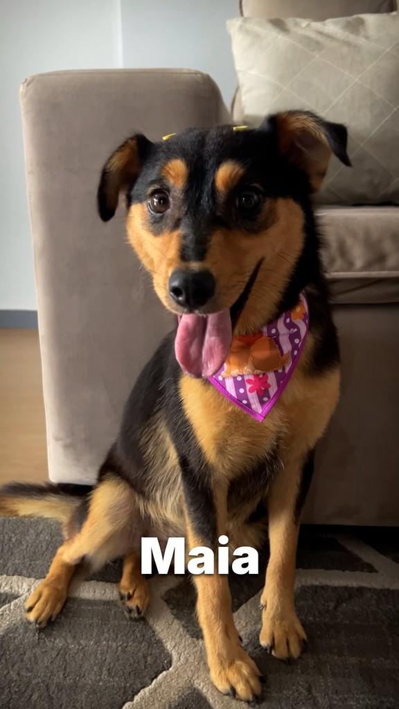 Maia, cadela de porte pequeno para adoção em Criciúma - SC