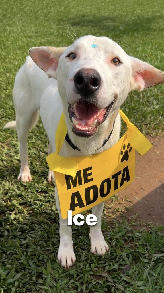 Ice, cachorro de porte médio para adoção em Criciúma - SC