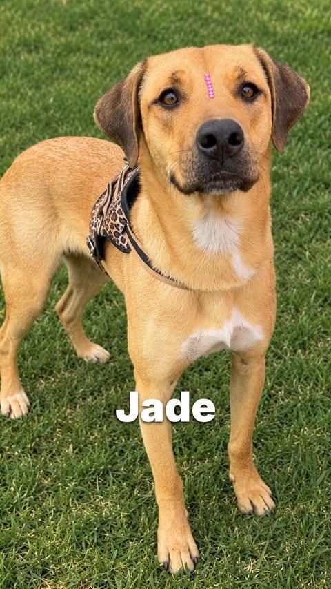 Jade, cadela de porte médio para adoção em Criciúma - SC