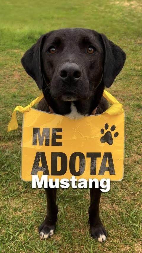 Mustang, cachorro de porte médio para adoção em Criciúma - SC