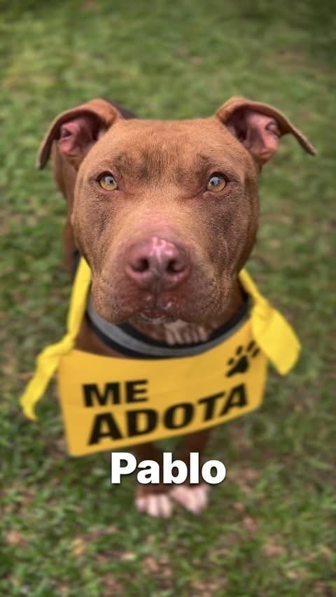 Pablo, cachorro de porte médio para adoção em Criciúma - SC